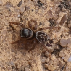 Hypoblemum griseum (Jumping spider) at Kaleen, ACT - 19 Sep 2021 by debhart