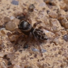 Maratus griseus at Kaleen, ACT - 19 Sep 2021