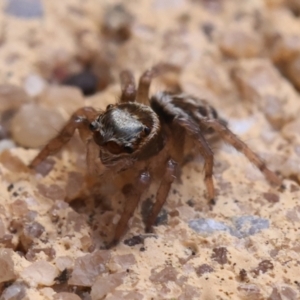 Maratus griseus at Kaleen, ACT - 19 Sep 2021 02:47 PM