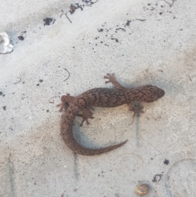 Christinus marmoratus (Southern Marbled Gecko) at Giralang, ACT - 19 Sep 2021 by Jezsmith