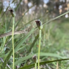 Pterostylis pedunculata (Maroonhood) at Penrose, NSW - 19 Sep 2021 by NigeHartley