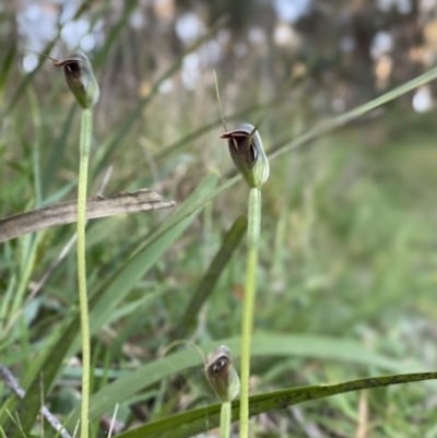 Pterostylis pedunculata (Maroonhood) at Wingecarribee Local Government Area - 19 Sep 2021 by NigeHartley