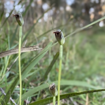 Pterostylis pedunculata (Maroonhood) at Penrose - 19 Sep 2021 by NigeHartley