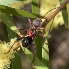 Pseudohalme laetabilis (A Longhorn Beetle) at Murrumbateman, NSW - 19 Sep 2021 by SimoneC