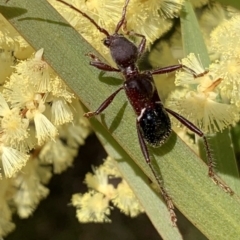 Pseudohalme laetabilis at Murrumbateman, NSW - 19 Sep 2021