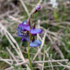 Swainsona monticola (Notched Swainson-Pea) at Kambah, ACT - 18 Sep 2021 by HelenCross