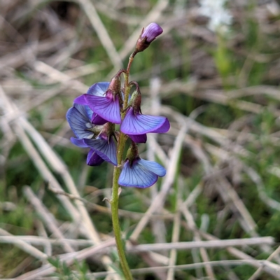 Swainsona monticola (Notched Swainson-Pea) at Kambah, ACT - 19 Sep 2021 by HelenCross