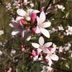 Philotheca myoporoides subsp. acuta at Exeter, NSW - suppressed