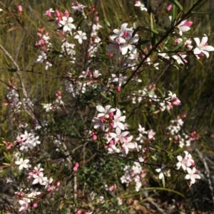 Philotheca myoporoides subsp. acuta at Exeter, NSW - suppressed