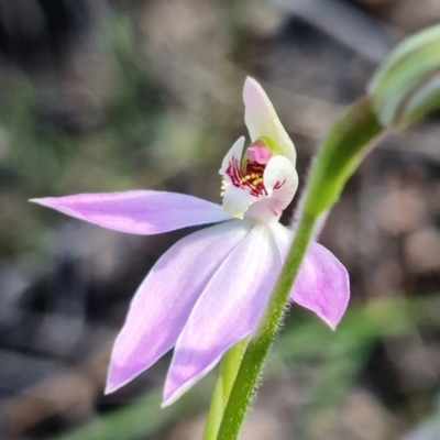 Caladenia carnea (Pink Fingers) at Denman Prospect, ACT - 19 Sep 2021 by RobG1
