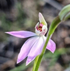 Caladenia carnea (Pink fingers) at Denman Prospect, ACT - 19 Sep 2021 by RobG1