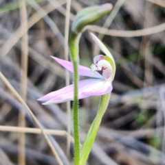 Caladenia carnea at Denman Prospect, ACT - 19 Sep 2021