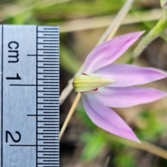 Caladenia carnea at Denman Prospect, ACT - 19 Sep 2021