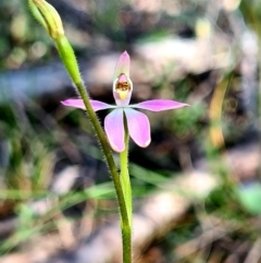 Caladenia carnea (Pink fingers) at Stromlo, ACT - 19 Sep 2021 by AaronClausen