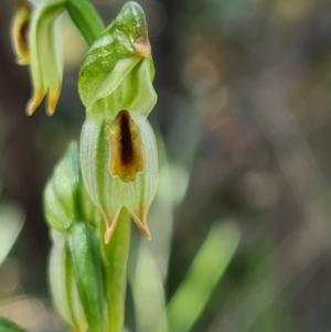 Bunochilus montanus (ACT) = Pterostylis jonesii (NSW) at Denman Prospect, ACT - 19 Sep 2021