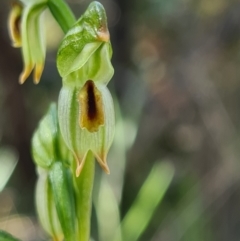 Bunochilus montanus (Montane Leafy Greenhood) at Denman Prospect, ACT - 19 Sep 2021 by AaronClausen