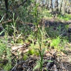 Bunochilus montanus (ACT) = Pterostylis jonesii (NSW) at Denman Prospect, ACT - 19 Sep 2021