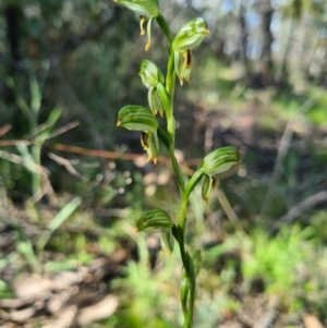 Bunochilus montanus (ACT) = Pterostylis jonesii (NSW) at Denman Prospect, ACT - 19 Sep 2021