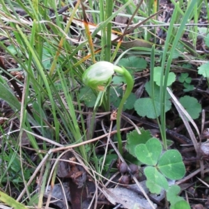 Pterostylis nutans at Hawker, ACT - suppressed