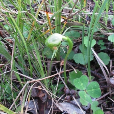 Pterostylis nutans (Nodding Greenhood) at The Pinnacle - 19 Sep 2021 by sangio7