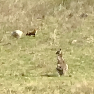 Vulpes vulpes at Kambah, ACT - 19 Sep 2021 08:48 AM