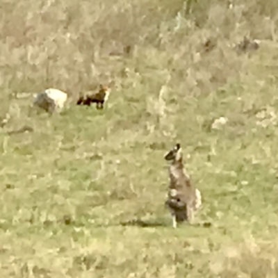 Vulpes vulpes (Red Fox) at McQuoids Hill - 18 Sep 2021 by PeterR