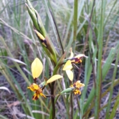 Diuris nigromontana (Black Mountain Leopard Orchid) at Black Mountain - 19 Sep 2021 by LD12