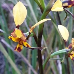 Diuris nigromontana at O'Connor, ACT - 19 Sep 2021