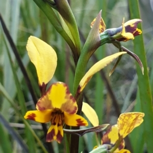 Diuris nigromontana at O'Connor, ACT - 19 Sep 2021