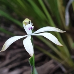 Caladenia ustulata (Brown Caps) at Black Mountain - 19 Sep 2021 by LD12