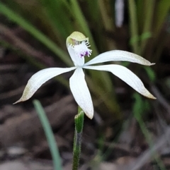 Caladenia ustulata at O'Connor, ACT - suppressed