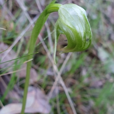 Pterostylis nutans (Nodding Greenhood) at Point 5822 - 19 Sep 2021 by LD12