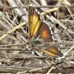 Lucia limbaria (Chequered Copper) at Tennent, ACT - 19 Sep 2021 by JohnBundock