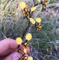 Diuris pardina (Leopard Doubletail) at Downer, ACT - 19 Sep 2021 by Ned_Johnston