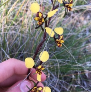 Diuris pardina at Downer, ACT - suppressed