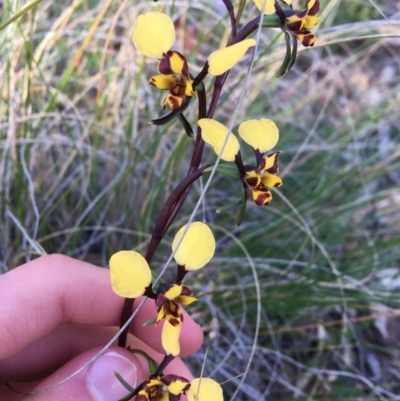 Diuris pardina (Leopard Doubletail) at Mount Majura - 19 Sep 2021 by Ned_Johnston