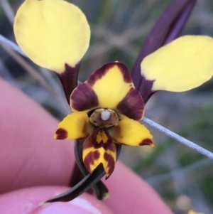 Diuris pardina at Downer, ACT - 19 Sep 2021