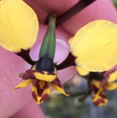 Diuris pardina at Downer, ACT - suppressed