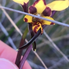 Diuris pardina at Downer, ACT - suppressed