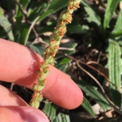 Plantago varia (Native Plaintain) at Mount Majura - 19 Sep 2021 by Ned_Johnston