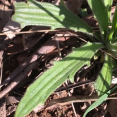 Plantago varia at Downer, ACT - 19 Sep 2021