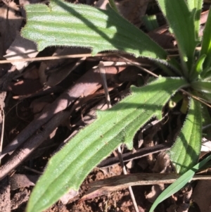 Plantago varia at Downer, ACT - 19 Sep 2021