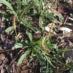 Plantago varia at Downer, ACT - 19 Sep 2021