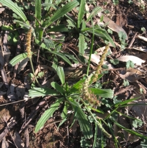 Plantago varia at Downer, ACT - 19 Sep 2021 03:51 PM