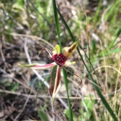 Caladenia actensis (Canberra Spider Orchid) at Mount Majura - 19 Sep 2021 by Ned_Johnston