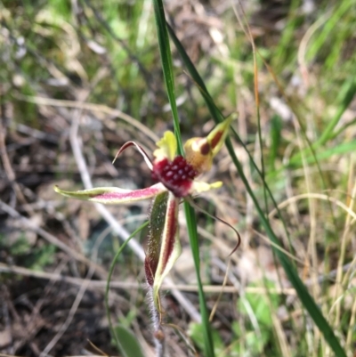 Caladenia actensis (Canberra Spider Orchid) at Mount Majura - 19 Sep 2021 by Ned_Johnston