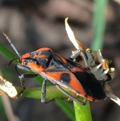 Spilostethus pacificus (Milkweed bug) at Mount Majura - 19 Sep 2021 by Ned_Johnston
