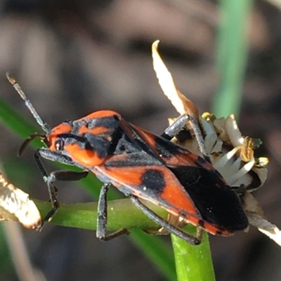 Spilostethus pacificus (Milkweed bug) at Mount Majura - 19 Sep 2021 by Ned_Johnston