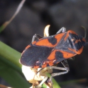 Spilostethus pacificus at Downer, ACT - 19 Sep 2021