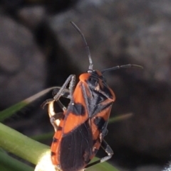 Spilostethus pacificus at Downer, ACT - 19 Sep 2021